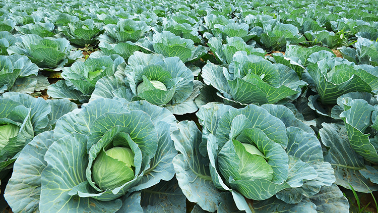 Plantação de repolho